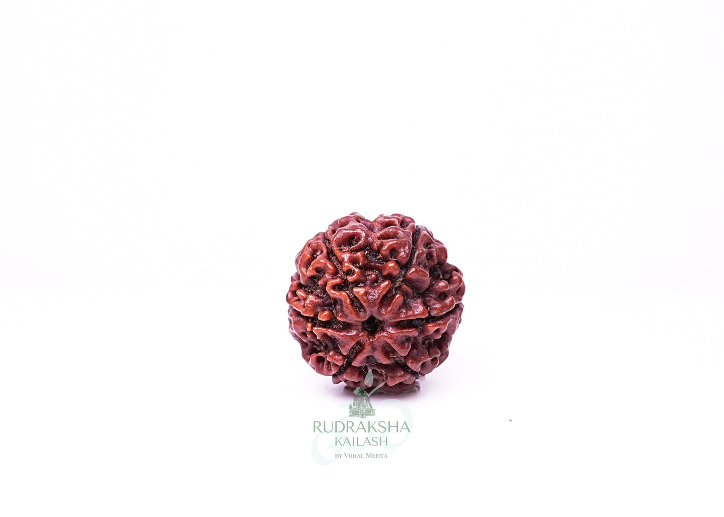 6 Mukhi Nepali Rudraksha - 0607