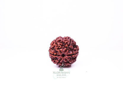 6 Mukhi Nepali Rudraksha - 0607
