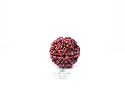 6 Mukhi Nepali Rudraksha - 0607