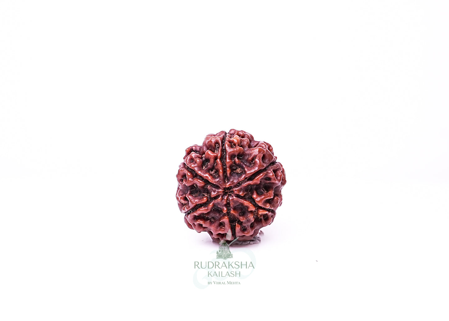 6 Mukhi Nepali Rudraksha - 0607