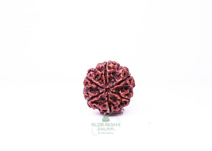6 Mukhi Nepali Rudraksha - 0607