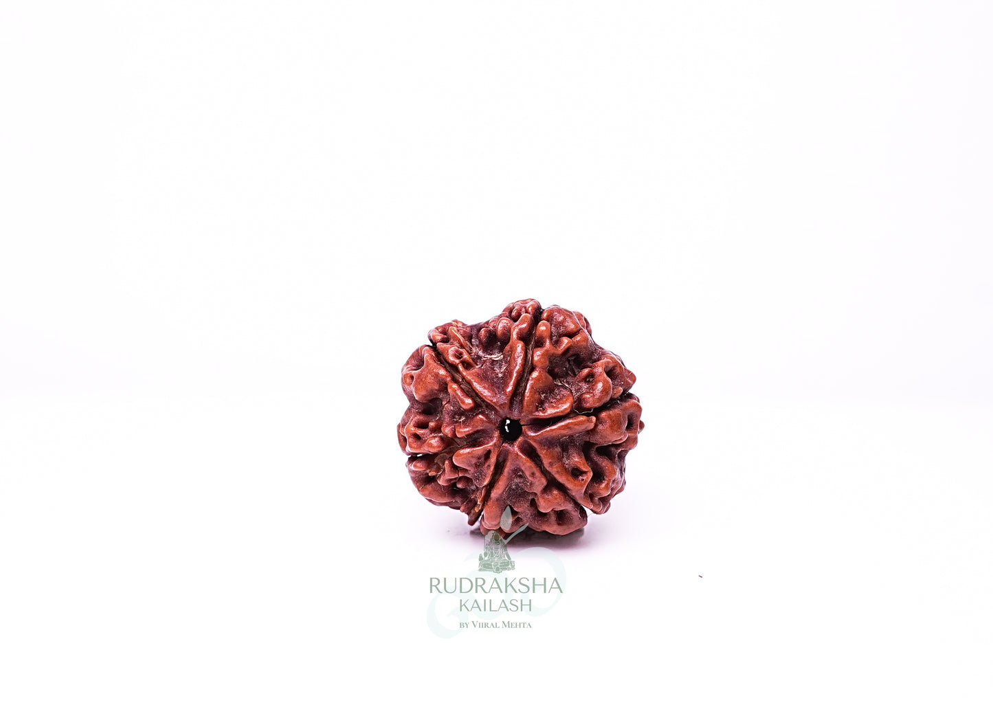 6 Mukhi Nepali Rudraksha - 0609