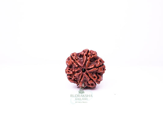 6 Mukhi Nepali Rudraksha - 0609