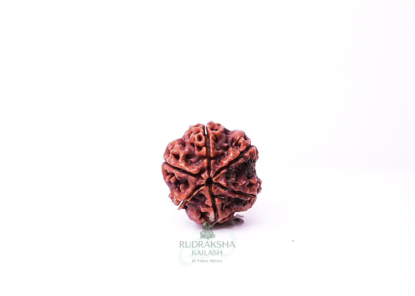 6 Mukhi Nepali Rudraksha - 0609