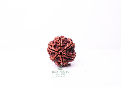6 Mukhi Nepali Rudraksha - 0609
