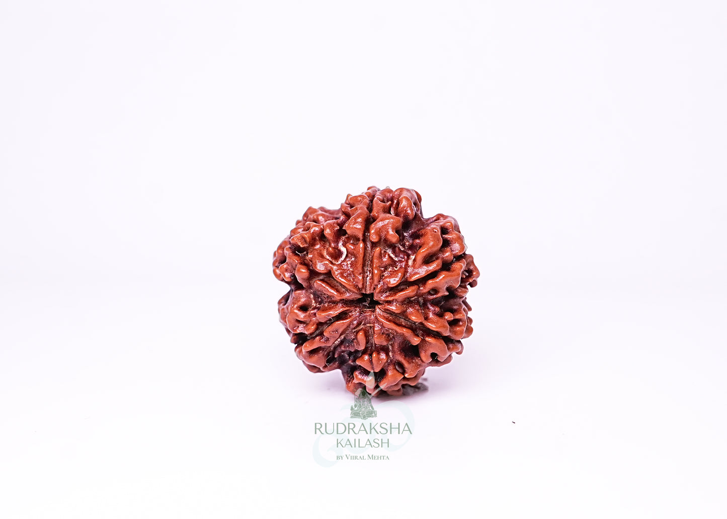 6 Mukhi Nepali Rudraksha - 0610