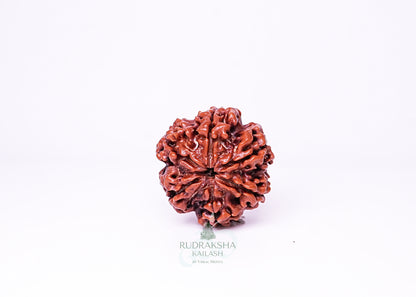 6 Mukhi Nepali Rudraksha - 0610