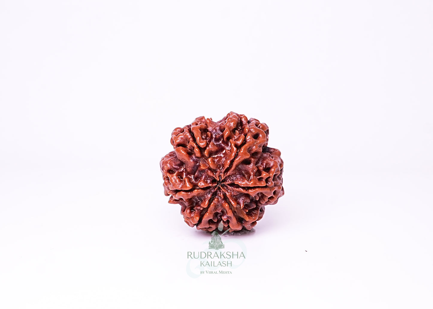 6 Mukhi Nepali Rudraksha - 0610