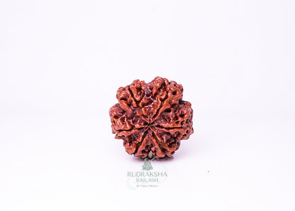 6 Mukhi Nepali Rudraksha - 0610