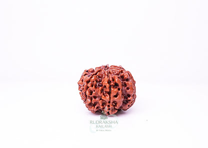 6 Mukhi Nepali Rudraksha - 0610