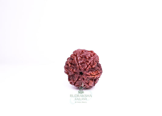 6 Mukhi Nepali Rudraksha - 0611