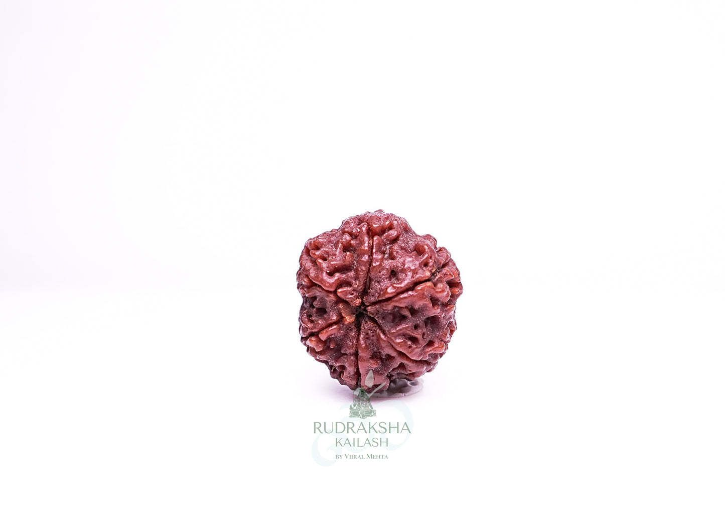 6 Mukhi Nepali Rudraksha - 0611