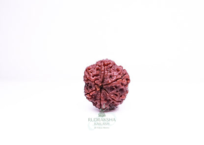 6 Mukhi Nepali Rudraksha - 0611