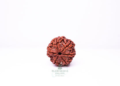 6 Mukhi Nepali Rudraksha - 0612