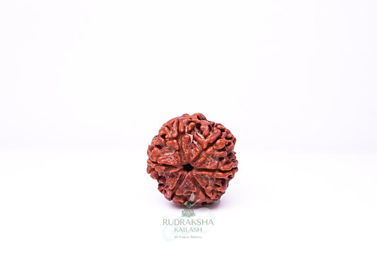 6 Mukhi Nepali Rudraksha - 0612