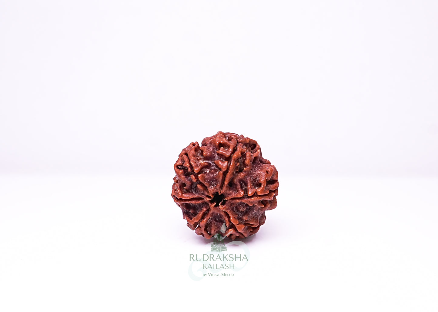 6 Mukhi Nepali Rudraksha - 0612