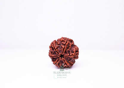 6 Mukhi Nepali Rudraksha - 0612