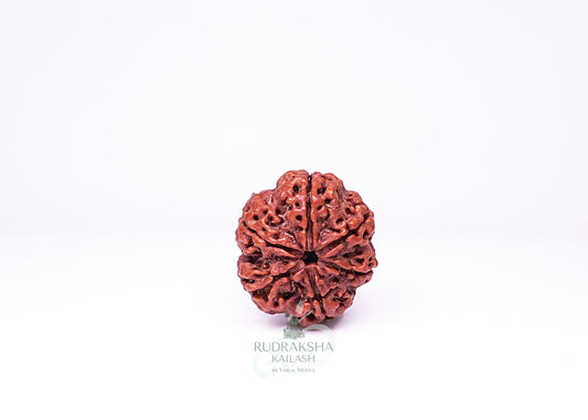 6 Mukhi Nepali Rudraksha - 0613
