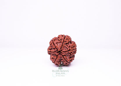 6 Mukhi Nepali Rudraksha - 0613
