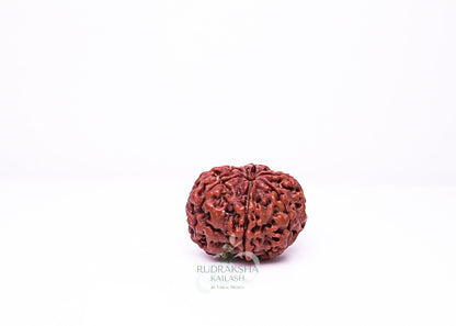 6 Mukhi Nepali Rudraksha - 0613