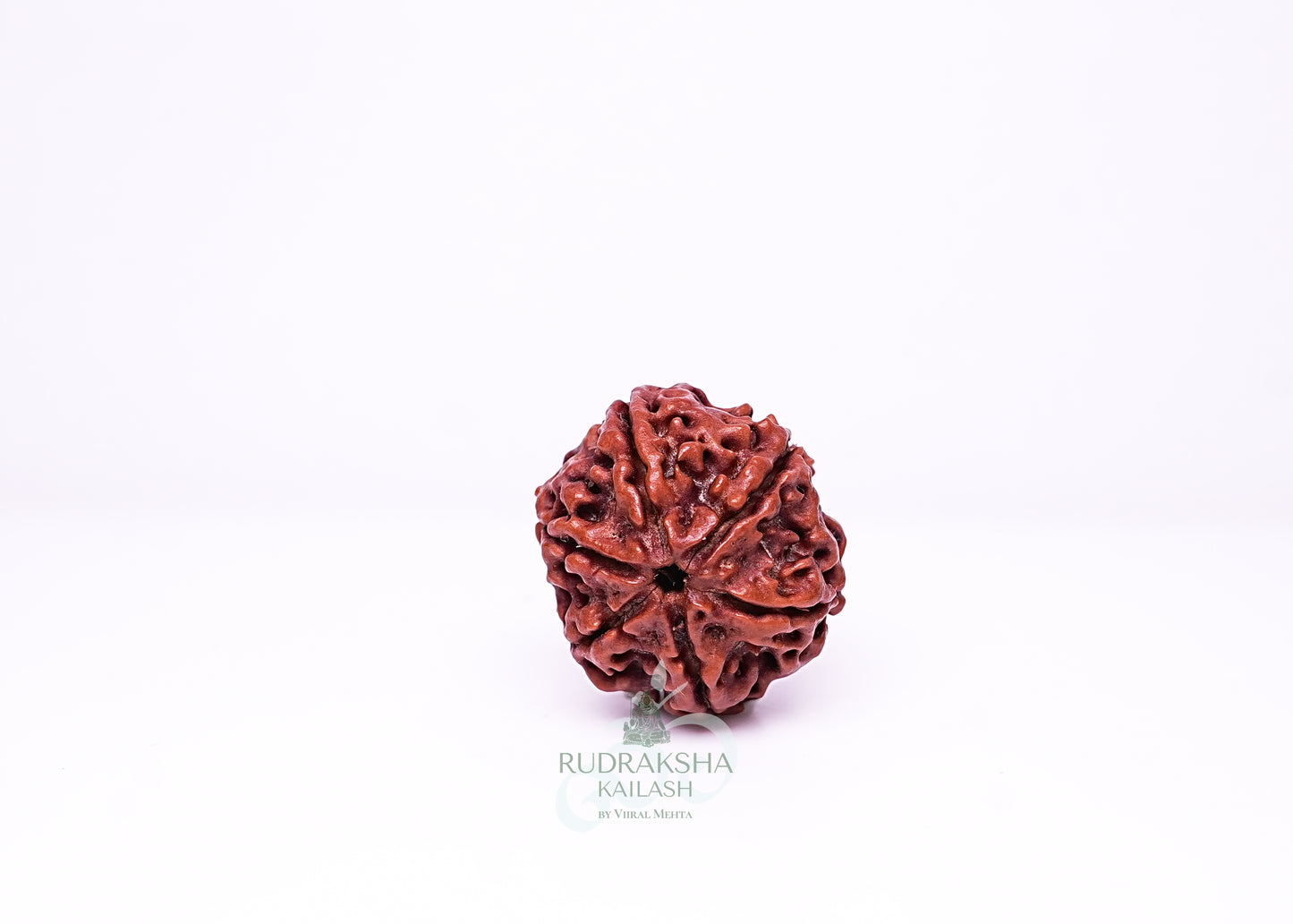 6 Mukhi Nepali Rudraksha - 0614