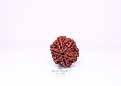 6 Mukhi Nepali Rudraksha - 0614