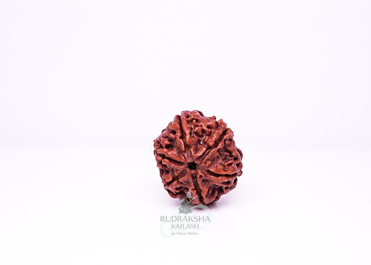 6 Mukhi Nepali Rudraksha - 0614