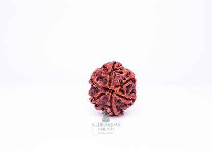 6 Mukhi Nepali Rudraksha - 0614