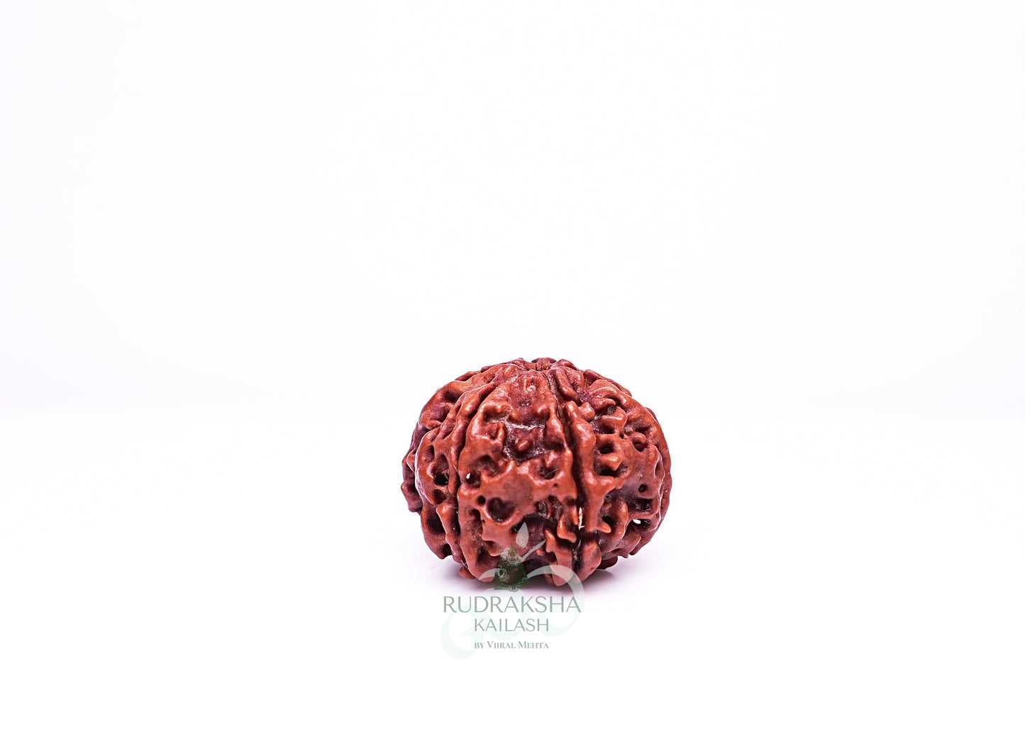 6 Mukhi Nepali Rudraksha - 0614