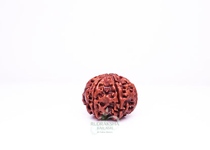 6 Mukhi Nepali Rudraksha - 0614