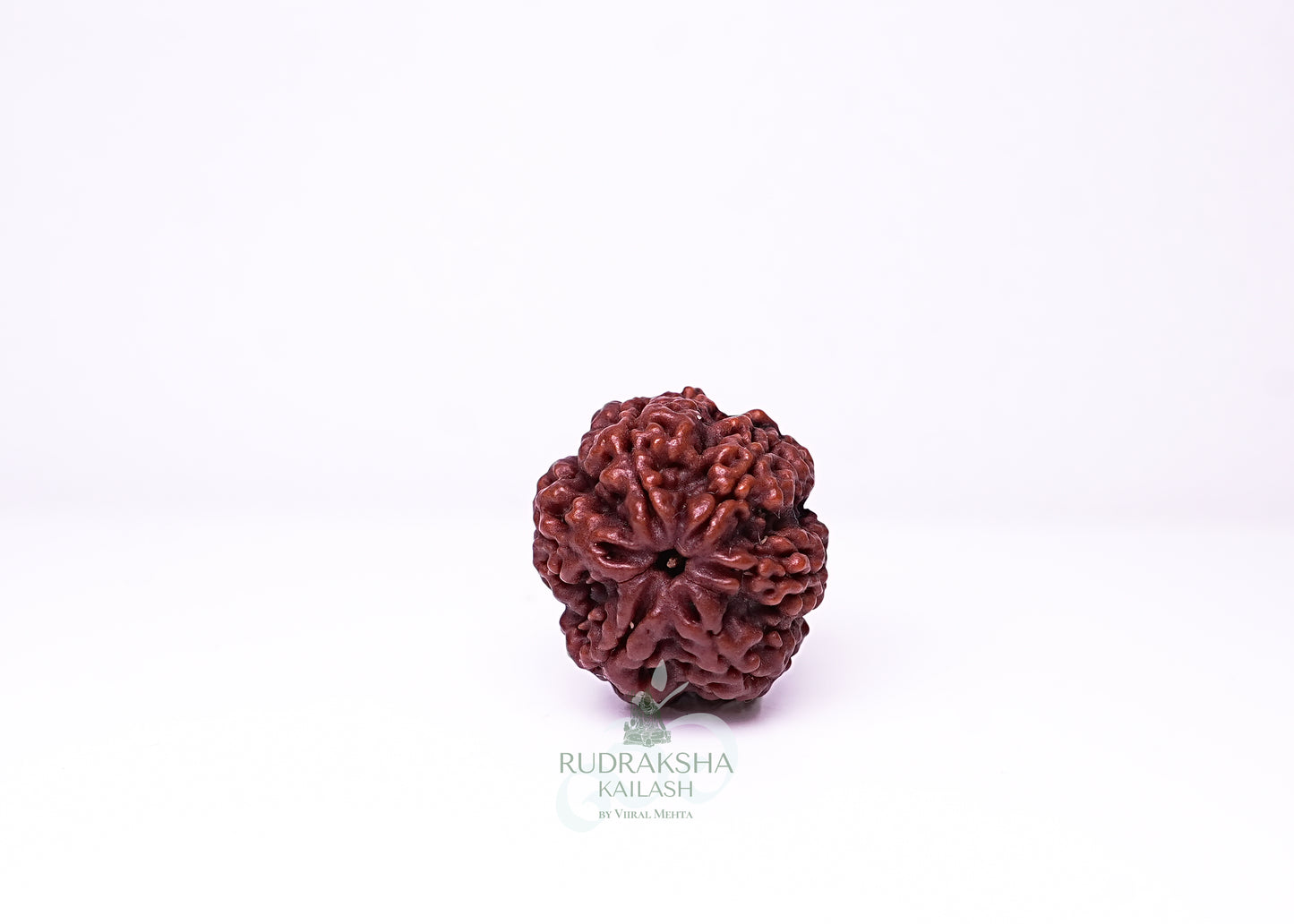 6 Mukhi Nepali Rudraksha - 0615