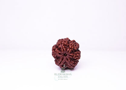 6 Mukhi Nepali Rudraksha - 0615