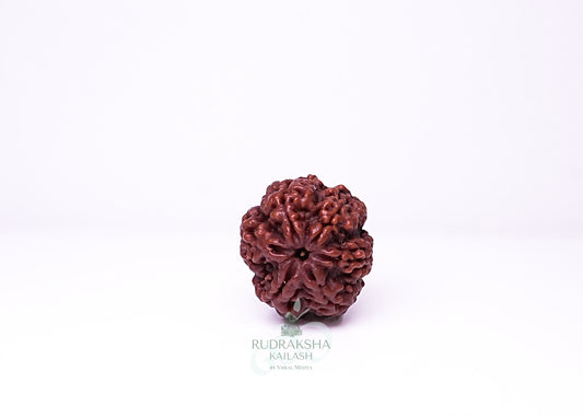 6 Mukhi Nepali Rudraksha - 0615