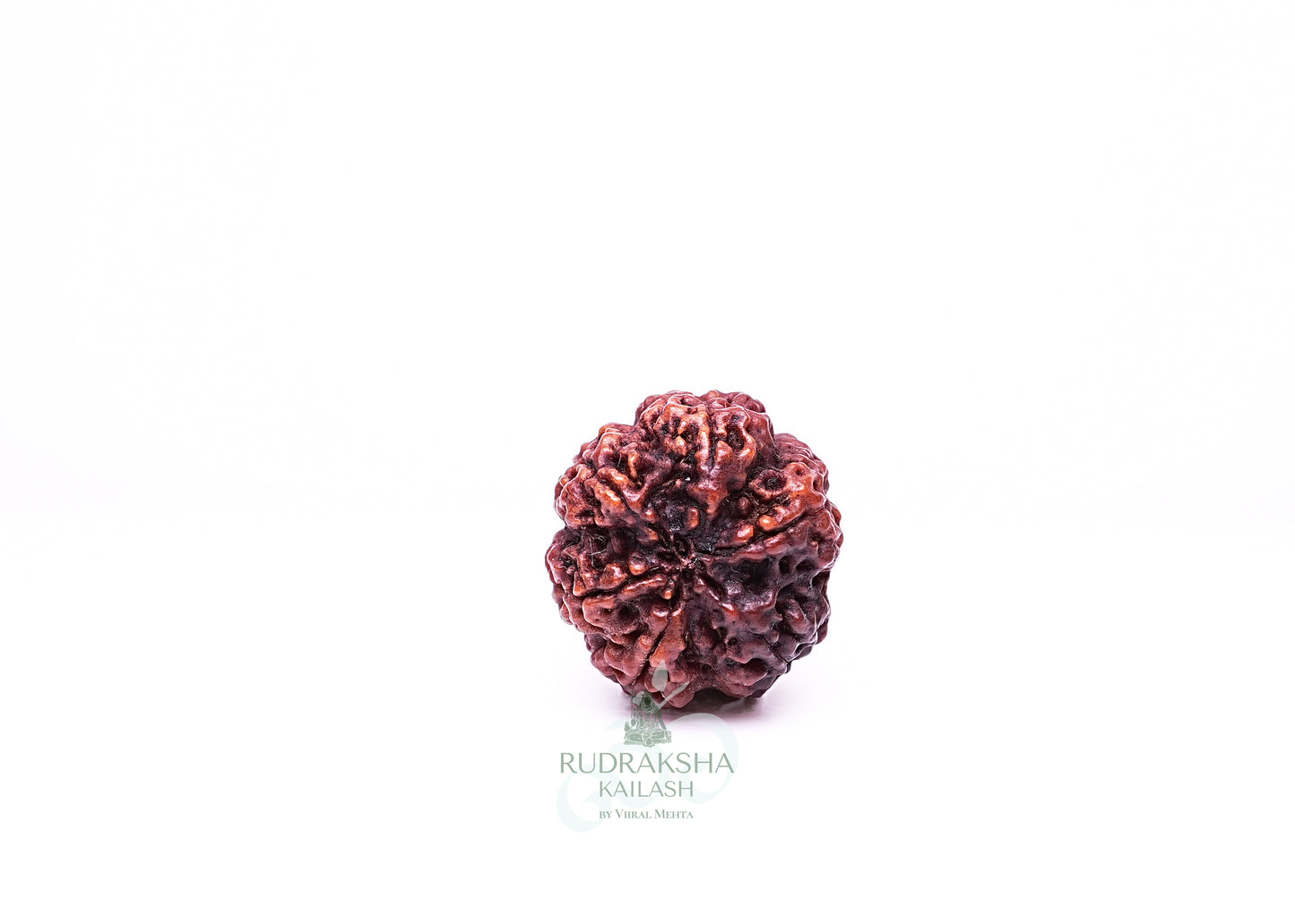 6 Mukhi Nepali Rudraksha - 0615