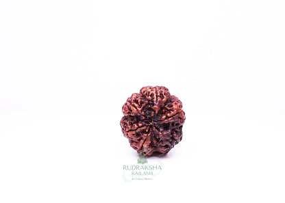6 Mukhi Nepali Rudraksha - 0615