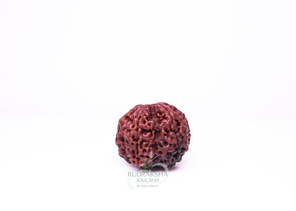 6 Mukhi Nepali Rudraksha - 0615