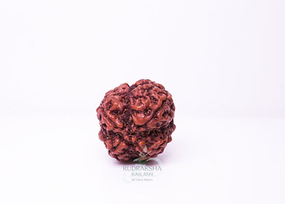 4 Mukhi Nepali Rudraksha - 0401