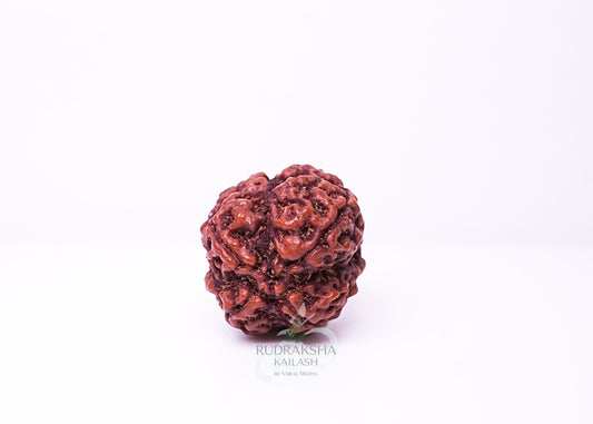 4 Mukhi Nepali Rudraksha - 0401