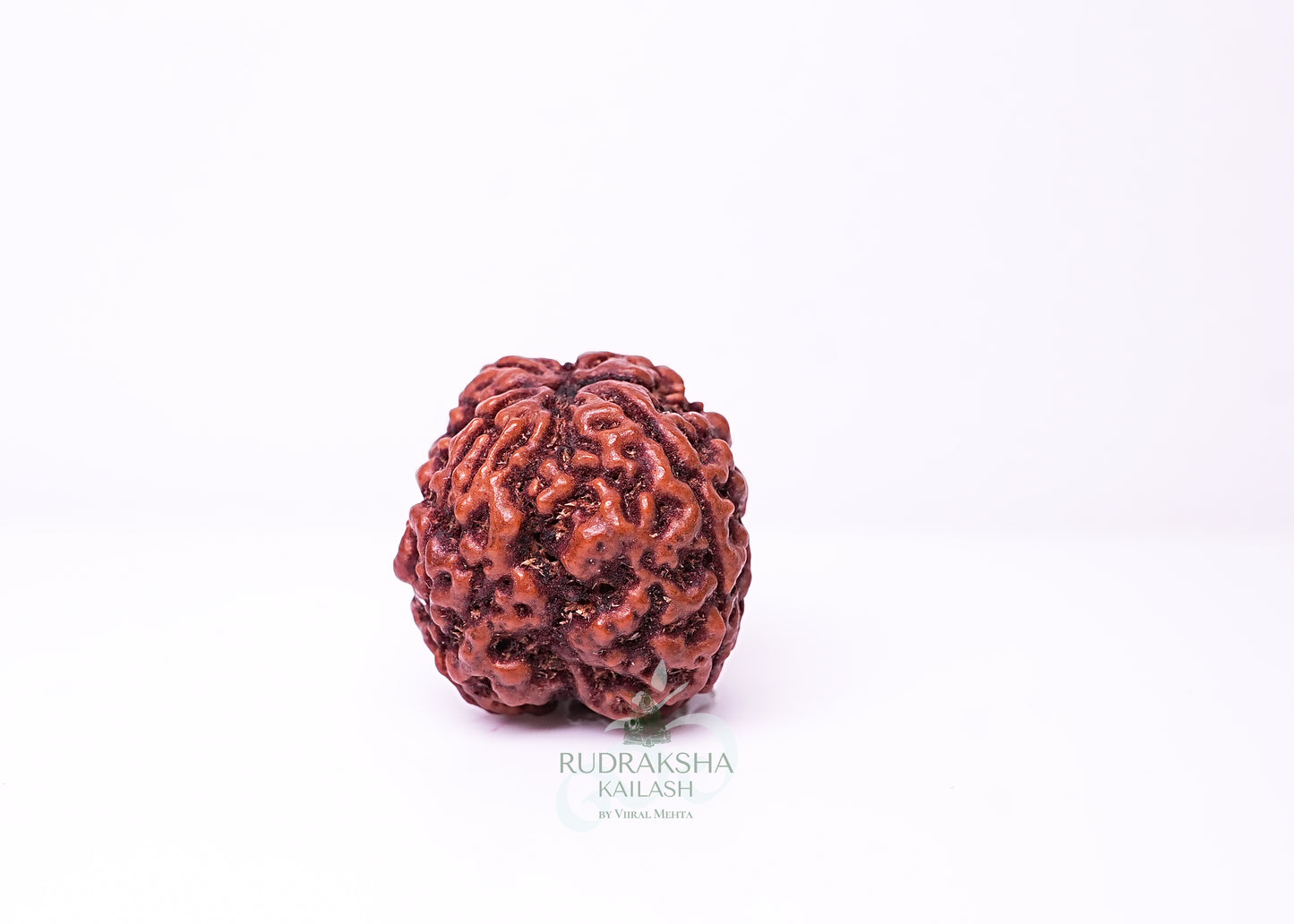 4 Mukhi Nepali Rudraksha - 0401