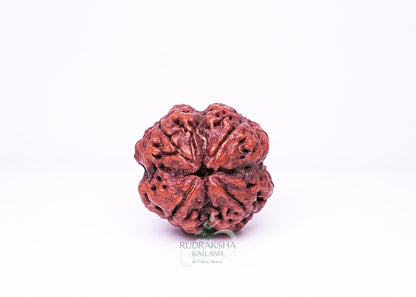 4 Mukhi Nepali Rudraksha - 0402
