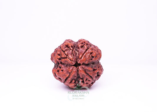 4 Mukhi Nepali Rudraksha - 0402