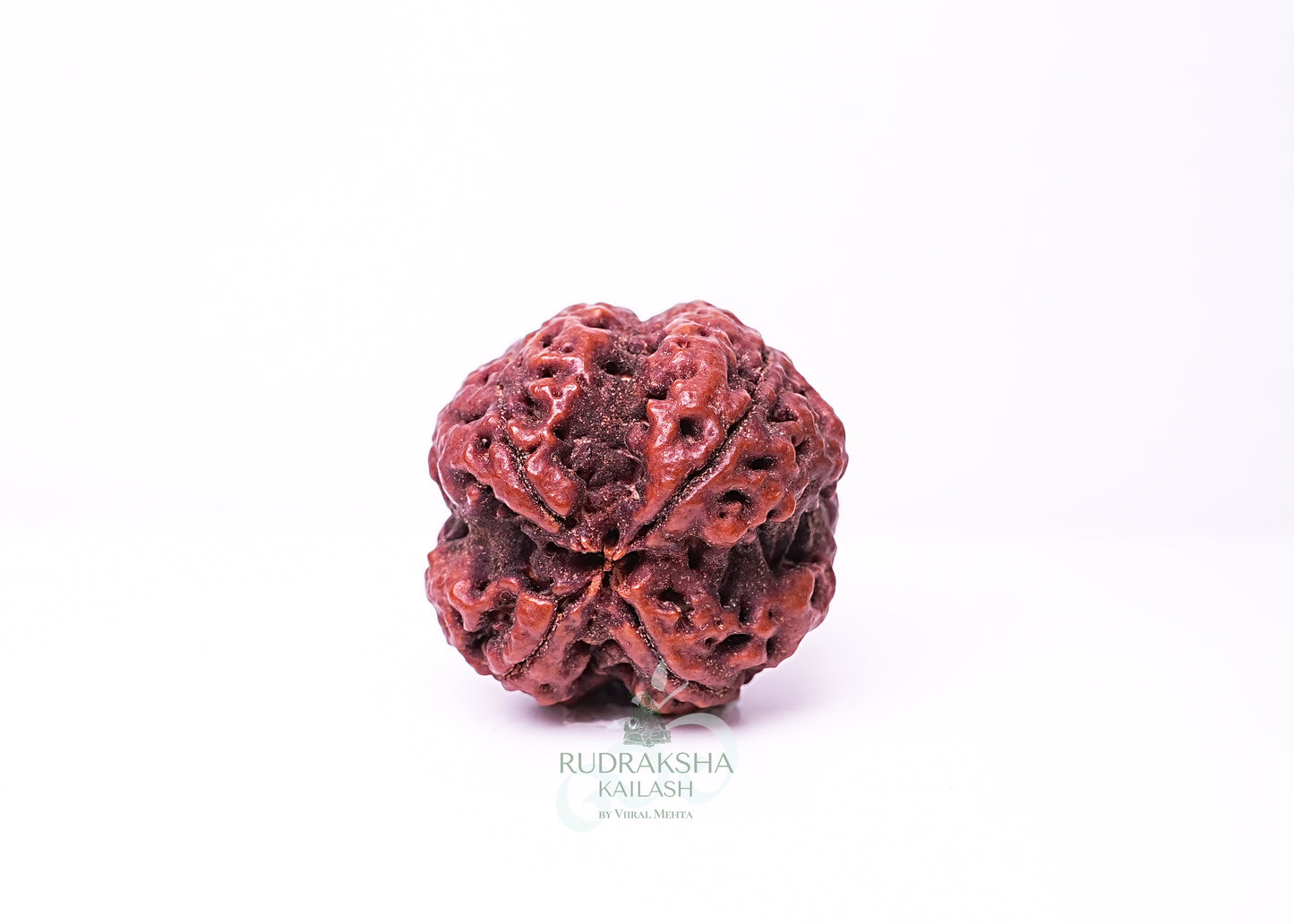 4 Mukhi Nepali Rudraksha - 0402