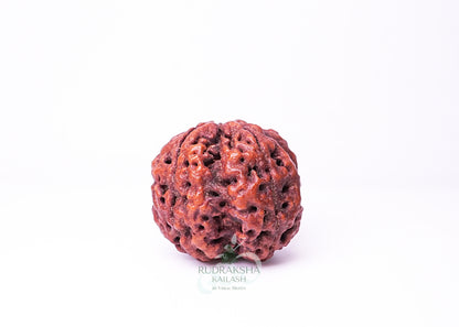 4 Mukhi Nepali Rudraksha - 0402