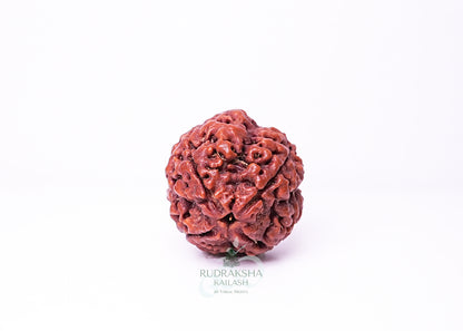 4 Mukhi Nepali Rudraksha - 0403