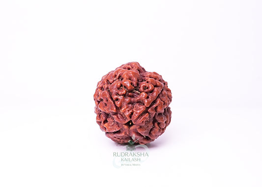 4 Mukhi Nepali Rudraksha - 0403
