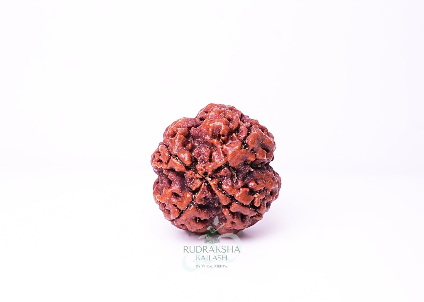 4 Mukhi Nepali Rudraksha - 0403