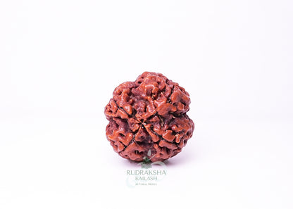 4 Mukhi Nepali Rudraksha - 0403