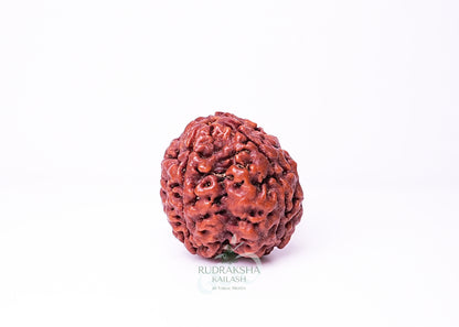4 Mukhi Nepali Rudraksha - 0403