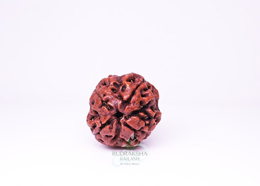 4 Mukhi Nepali Rudraksha - 0405