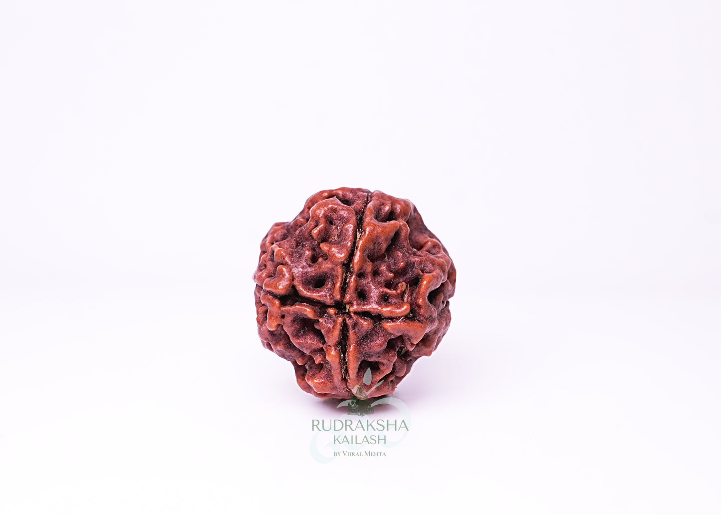 4 Mukhi Nepali Rudraksha - 0404